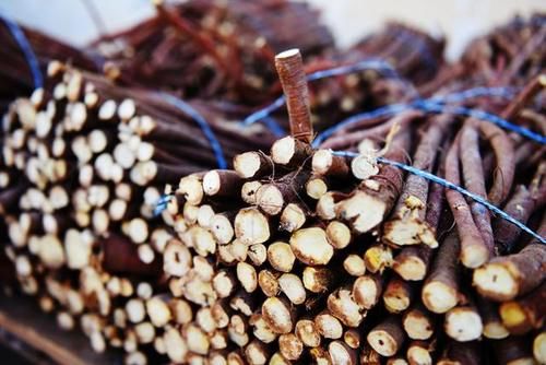  药材■每亩纯收入6500元，真甜！沙漠里种这种药材，固沙又增效