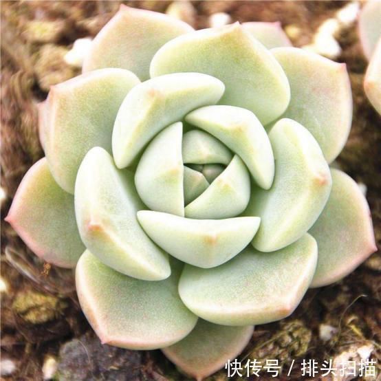 光照：爱养植物却总是忘记浇水，那就养多肉吧，一个月不浇水还好好活着