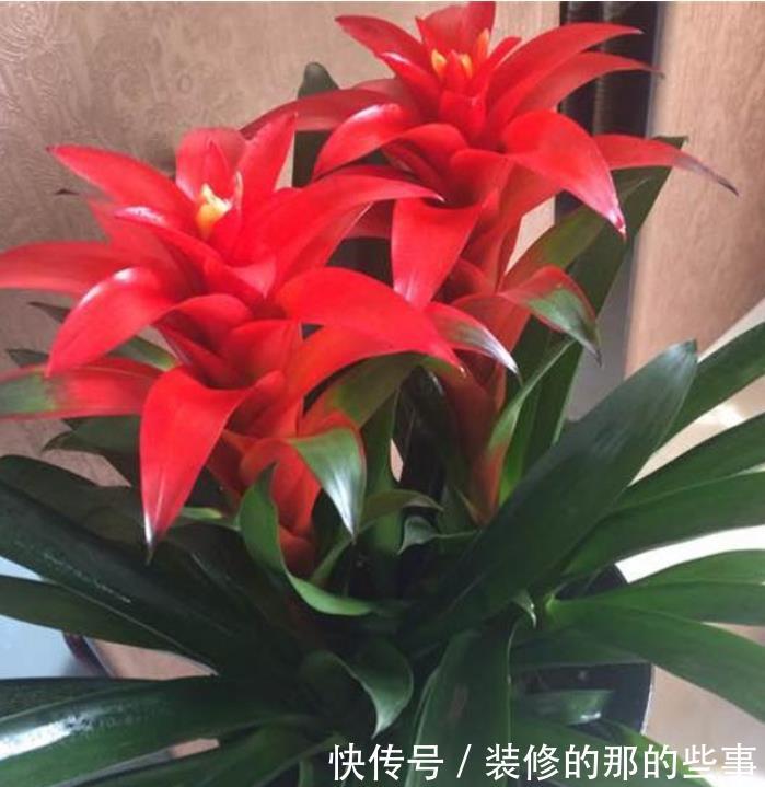  家养■家养“3种花”，个个都是“财神爷”，可别乱送人了！