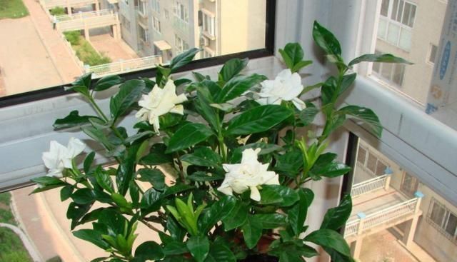  『浇水的时』这6种不宜“喷水”的盆栽，家里种植少浇水，否则养出的不尽人意