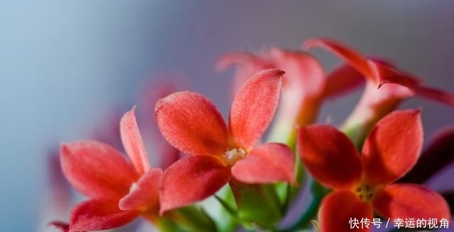 礼品■花语吉祥,常作为礼品馈赠亲朋好友,长寿花详情介绍