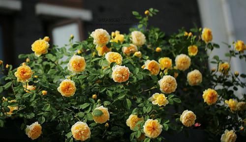  『喜欢』新手必种的十款最美藤本月季，款款颜值与能力并存，看看喜欢哪种