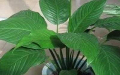  「植株」一帆风顺叶尖发黄变干是怎么回事啊