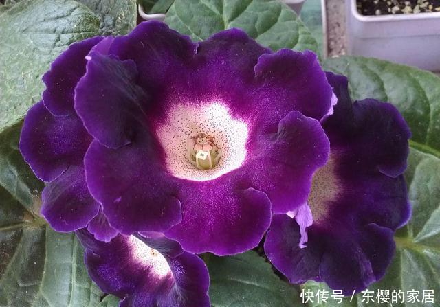  扦插■大岩桐“睡醒了”，不用种子也能繁殖！2个好方法学会一种就够了