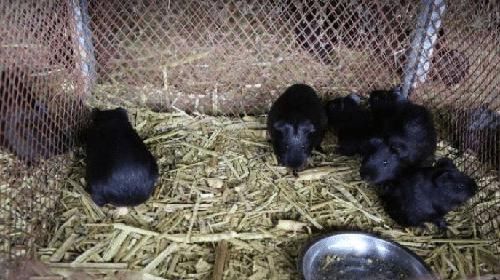  豚狸养殖：一只大不过2斤，一斤可卖50元，市场供不应求，农民：