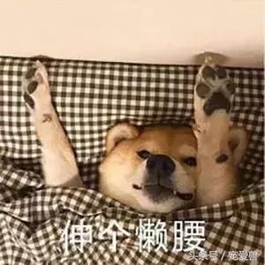 狗狗一点盐都不能碰？别听信谣言了！真相在这里！