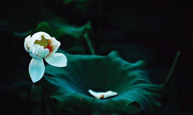 《七月有阳光》梧桐细雨