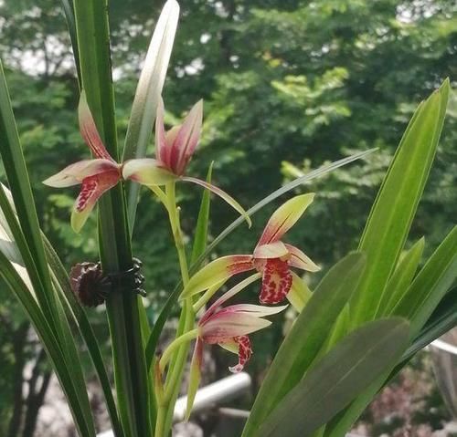  #很快#兰花烂根不要慌，做好这2步，新根冒不停，很快重返生机！