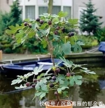 「女人」盆栽无花果,又甜又好吃,叶子也别扔,营养比果子还多,女人最爱