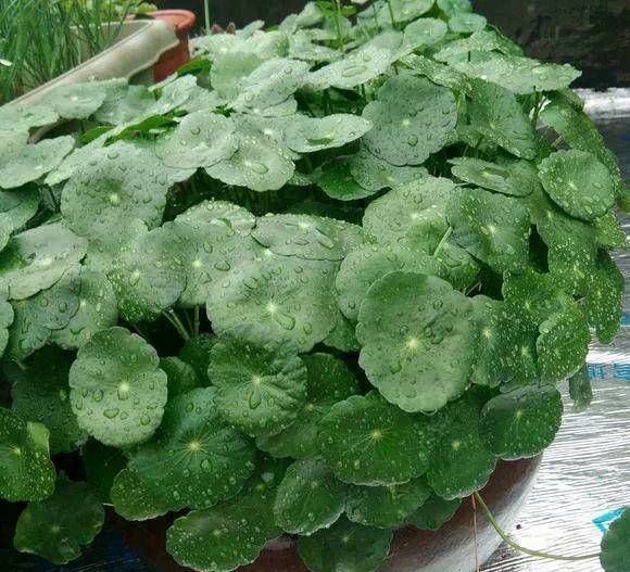  【这本】这本绿草很好养，土培和水培都很好养，家里一盆，长得真茂盛！