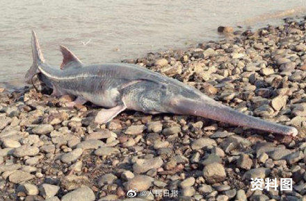  发现■2003年后长江流域没再发现白鲟