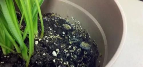  『盆土』盆土上长满白色的霉菌是咋回事？要怎么处理才能让植物健康生长