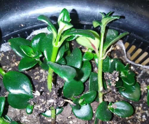  扦插繁殖■金鱼吊兰什么时候扦插易冒小白根存活？养花达人说一年四季都可以