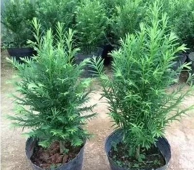  [红豆杉]红豆杉的红果可以食用吗，养护红豆杉要注意什么？