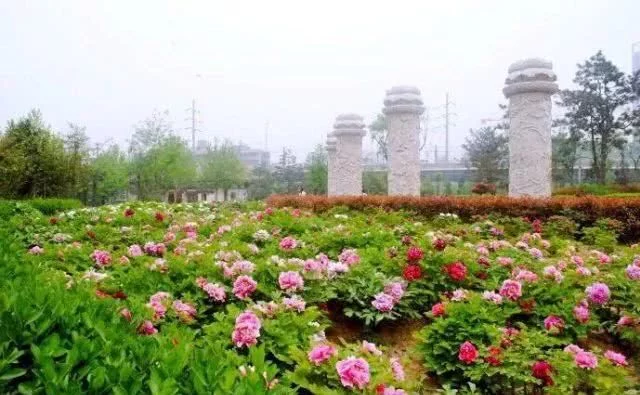 阳春三月,群芳争艳!来看西安这些“花花世界”的最佳踏春赏花指南