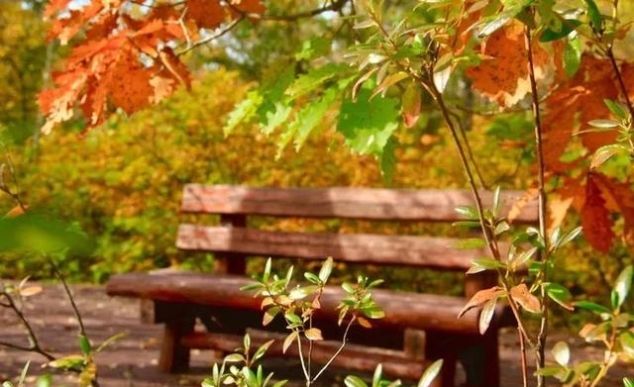 呼伦贝尔的秋天美爆了！每年只有21天错过还要等365天…