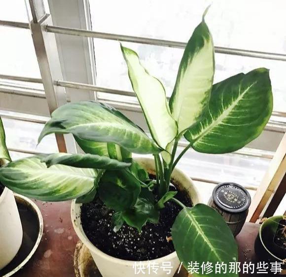 「阳光」这5种叶子花,命贱好养,没阳光也能长好!叶子比花好看