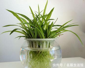 小东西|路边捡点小东西,用来养水培植物,白根长满盆,再也不黄叶