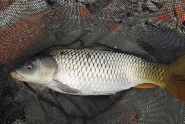  『水里』没鱼咬钩真不一定是水里没鱼，想要鱼口变好，可以试着这样调整