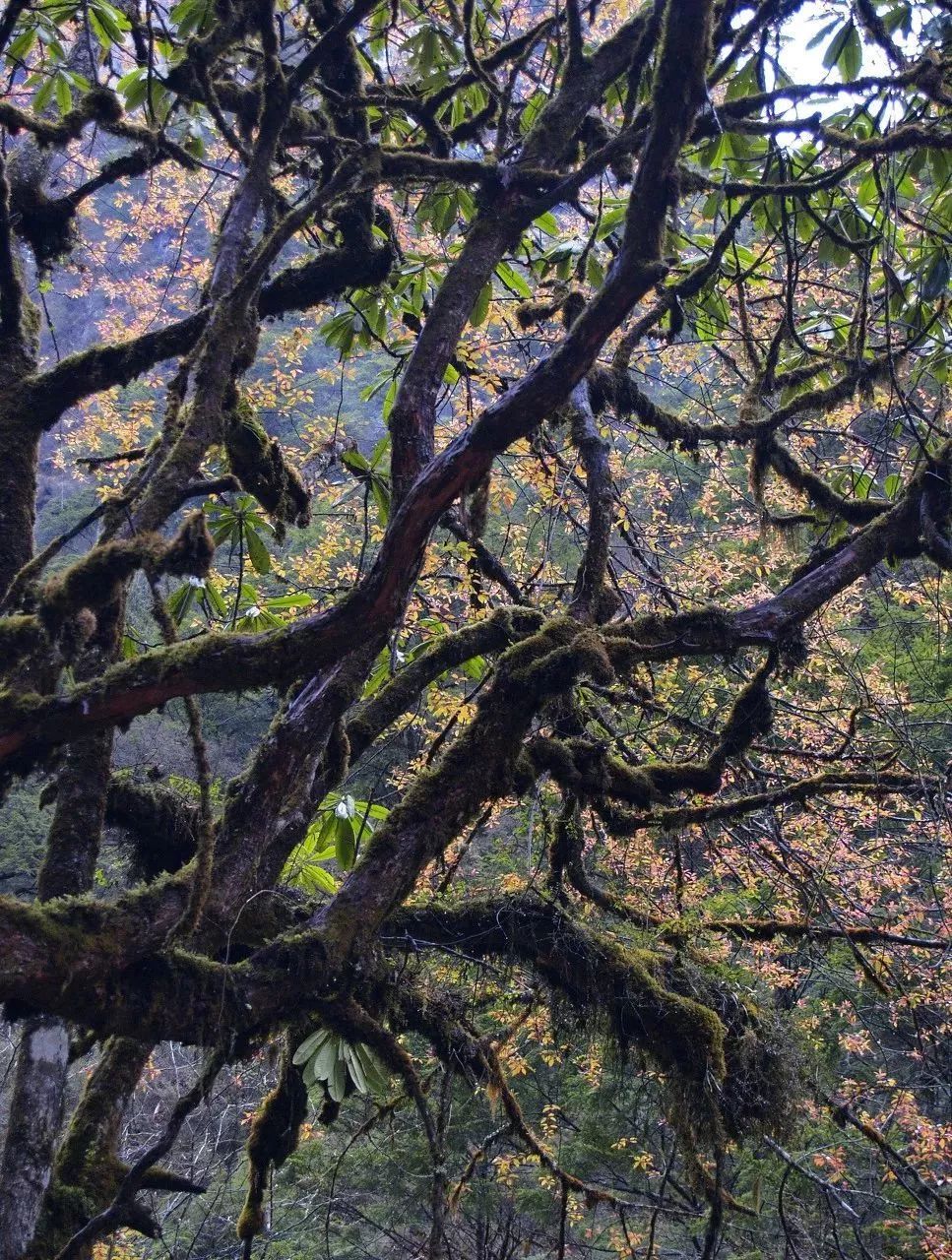 四川这座小城，叫板稻城亚丁，不输江南，藏着亚洲第一云海，高铁