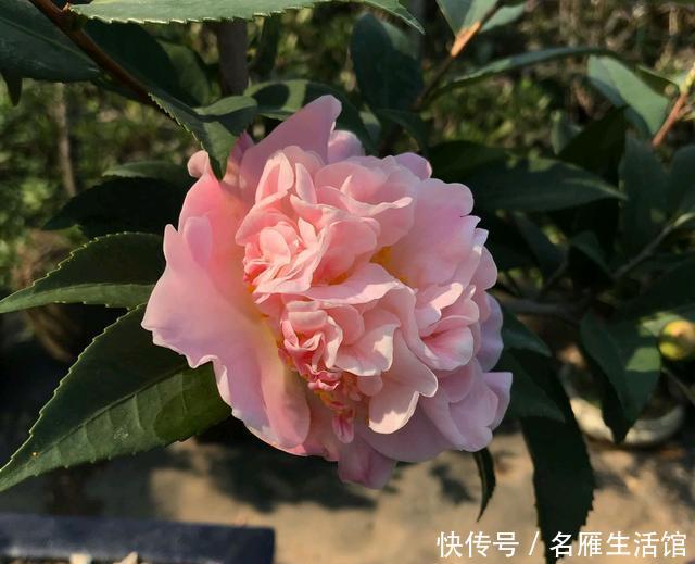  『旺盛期』新芽旺盛期的茶花盆土太板结可以换盆吗？换错盆新叶枯来年不开花