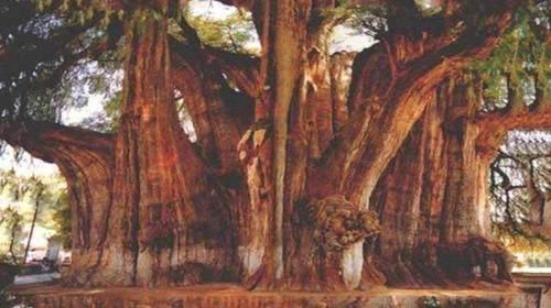  「树木」堪称世界之最的6种树木，其中最贵、最毒、最硬的树都在