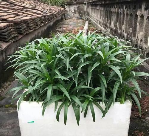 #花盆#开败的百合这样一处理,能长一缸的小球,花盆都不够用!