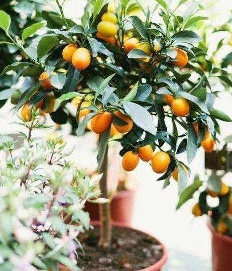 这5种“镇宅树”，家门口种一棵，枝繁叶茂，每年都开花结果！