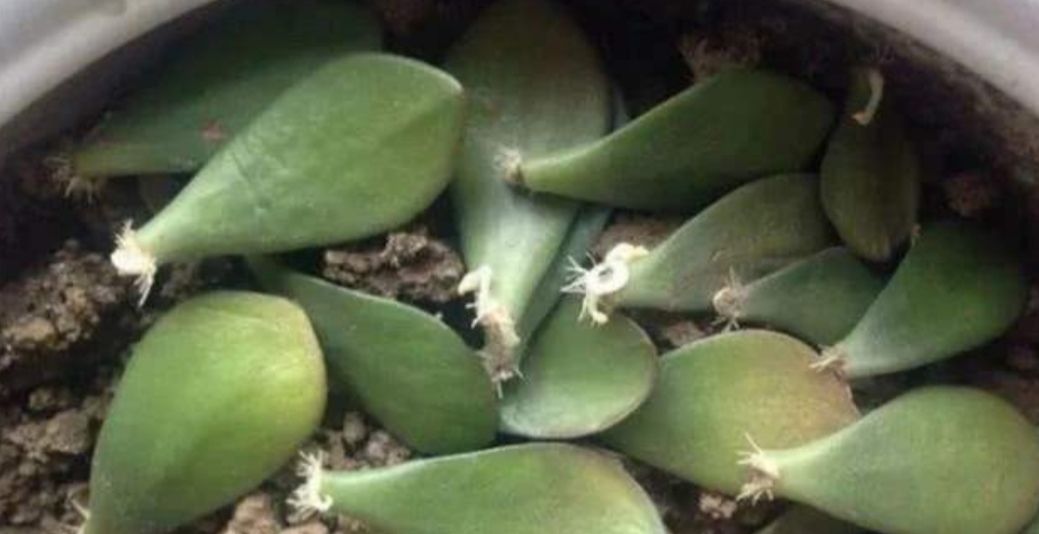 适合:这5种花草,适合在春天扦插,掐个枝条插土里,大白根呼呼地冒!