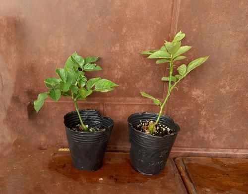  「营养」月季扦插的弱苗怎样养壮实？营养是关键，光照不能少，养根是基本