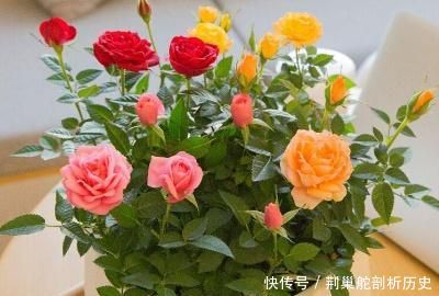 盆栽@盆栽玫瑰花的养殖方法