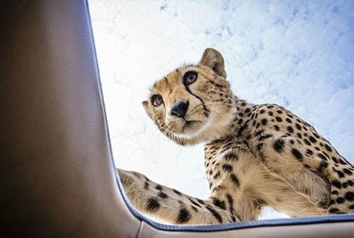 游客开车野餐，感觉天窗一阵震动，抬头发现双好奇目光