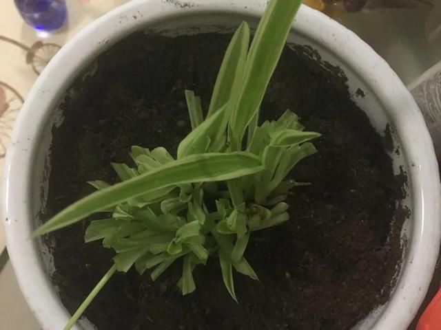  [明亮的位置]嫌花长得丑，趁现在砍头，2个月脱胎换骨！