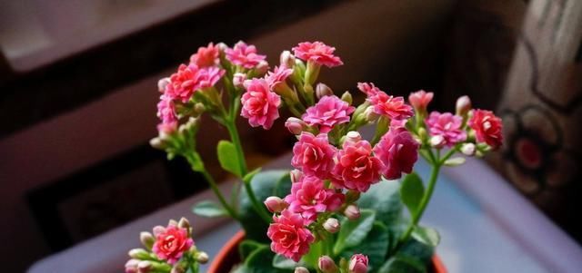  #紧凑#长寿花花柄太长就这么“办”，花枝紧凑才能开成“大花球”！