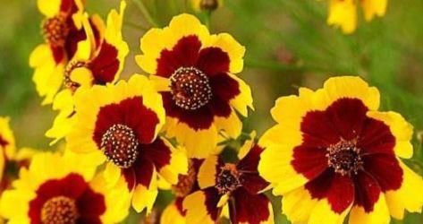  『小花』居家养这几款小花，观赏价值高花期长，年年开花不断，花色多又艳