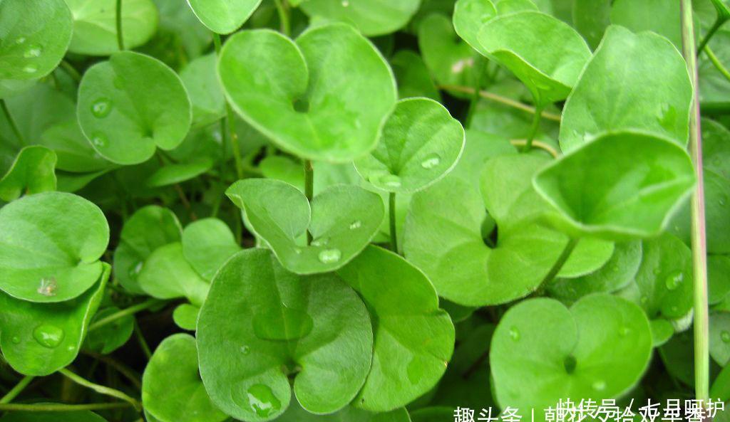  【杂草】这种野草无人问津，常被农民当作杂草铲除掉，殊不知70元一斤