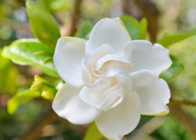  「家里」有空气“洁癖”的专家，家里都养这几盆植物