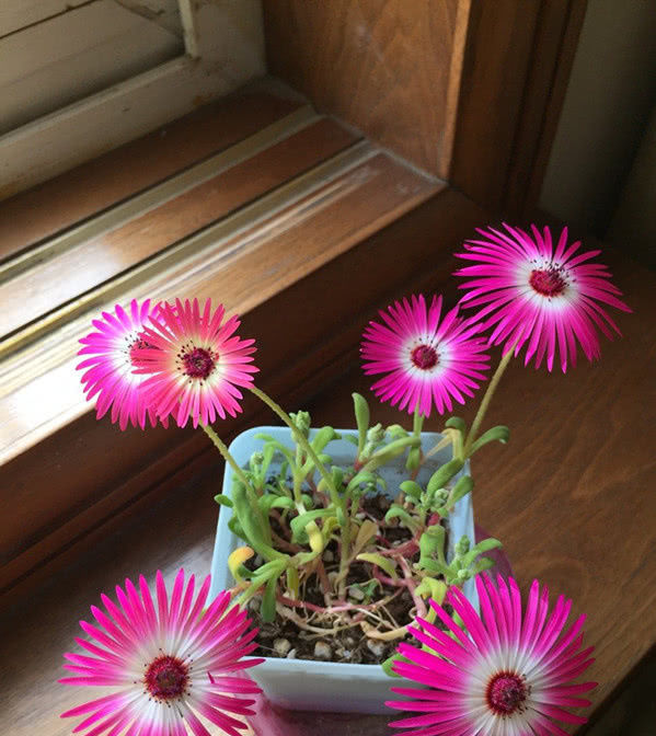 『盆栽』花开五颜六色,花色似“彩虹”,种植容易花期长,盆栽养花选它!
