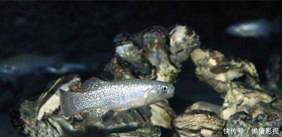 沙漠中的水生动物——沙漠鱼