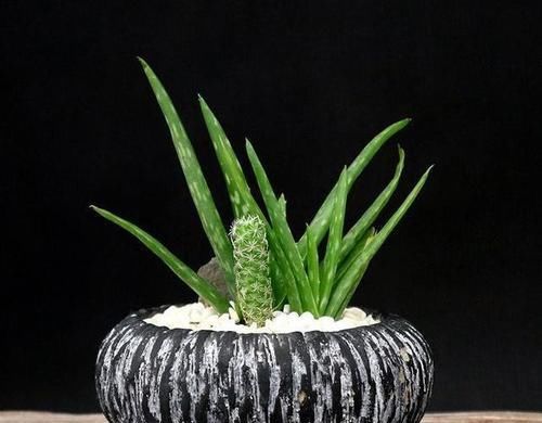  「长寿花」这3种“花”养家中，杀菌除异味，净化空气助睡眠，比绿萝强多了
