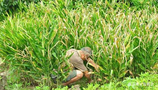  【种植阳荷】种一次可收三年，产量一年比一年大，市场5元一斤