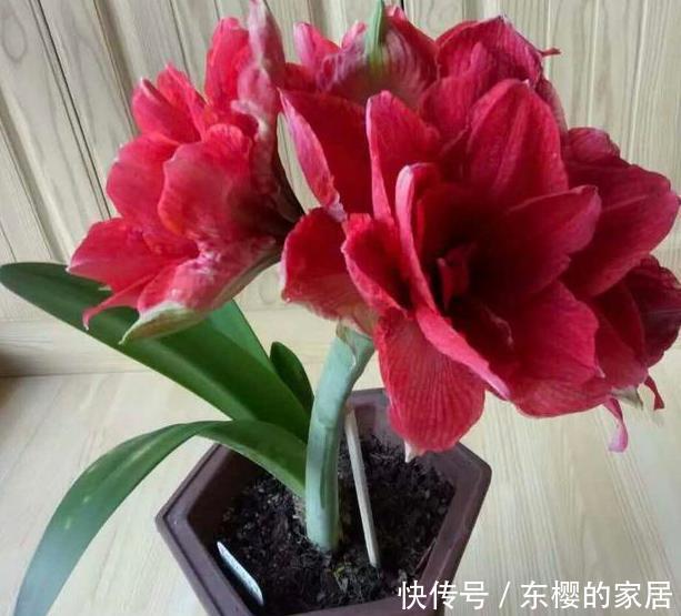 『室内』这3款花忒适合室内盆栽,花开芳香艳丽,可净化空气、平衡湿度