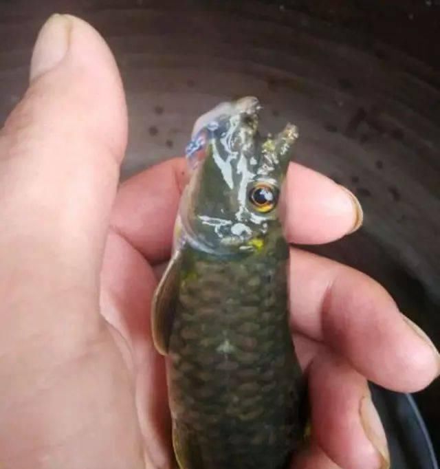  『生长』此鱼生长极其缓慢，3年才能长到30厘米