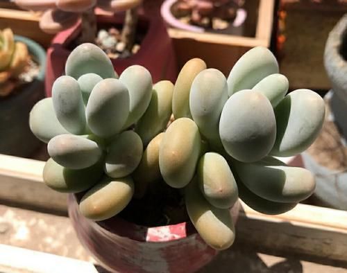  【高温的夏季】多肉总是徒长丑爆成大白菜？多半是犯了3个错误，养成老桩也不错