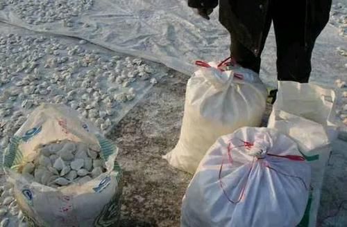 看北方人是如何冻饺子的,南方人表示看不懂,网友:太“壕”