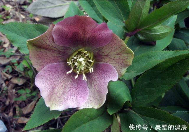 #叶片是肉质#喜欢养花就养此3种,好养易活很耐寒,一年四季都赏花,漂亮极了