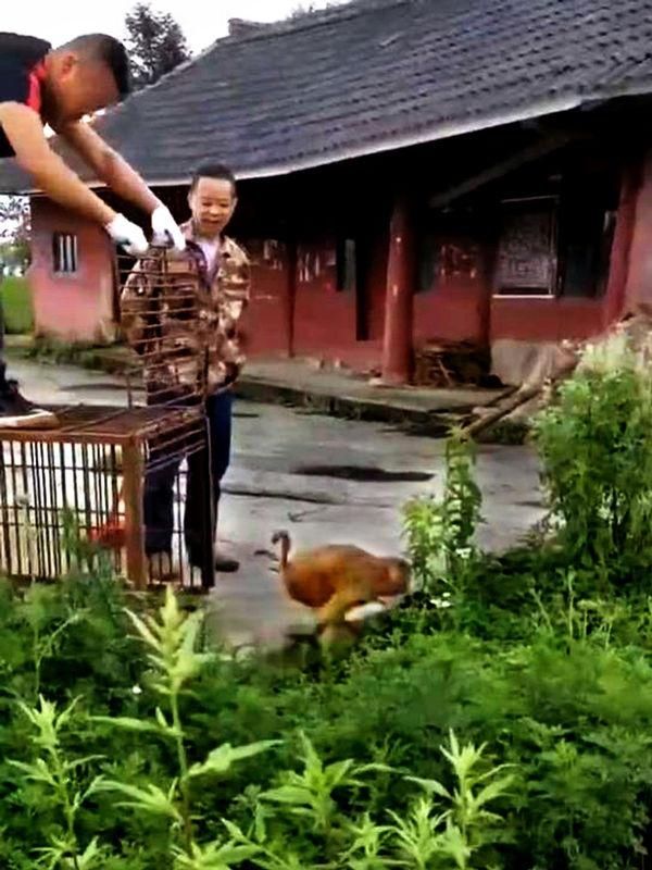  保护野生动|男子非法捕获国家二级重点保护动物，法院公开宣判