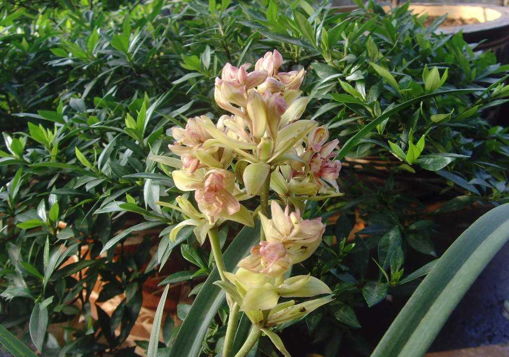 『秀丽』此花是兰花的魁首,清香秀丽造型独特,曾价值千金,现走入千家万