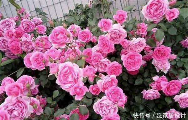  『月季』新入门种植月季，这三点很关键，掌握好月季种植很容易！