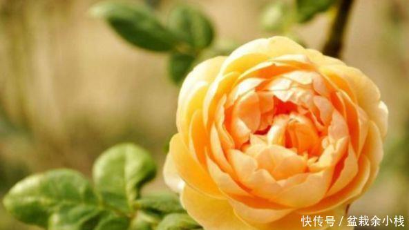  『艳丽』喜欢养护花卉，就养护花朵美丽，花色艳丽，花期长的5种花卉